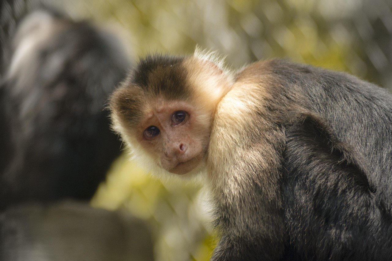 mono, nature, mico, naturaleza, zoo, monkey, animal